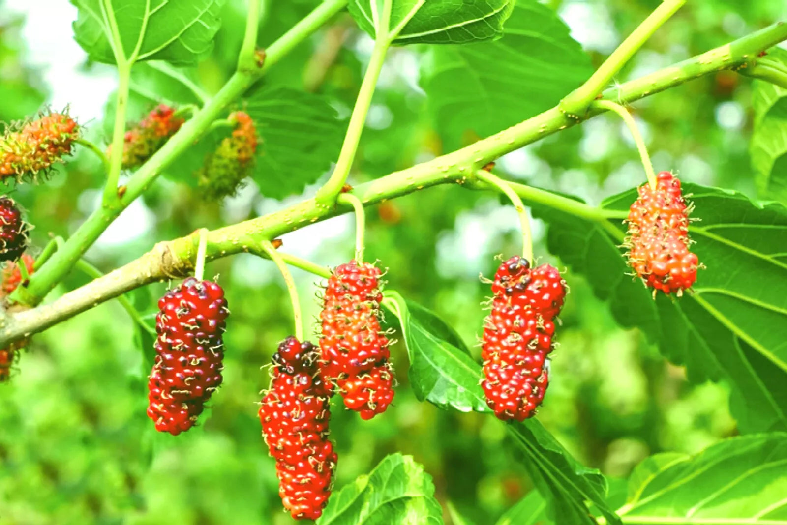 Red Mulberry Live Plant Set of 2, 16-24 Inches, Morus, 1-2 Years Old