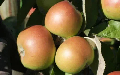 Dunkerton's Late Apple Seeds - 25+ Organic Heirloom Seeds for Garden Planting - Malus domestica