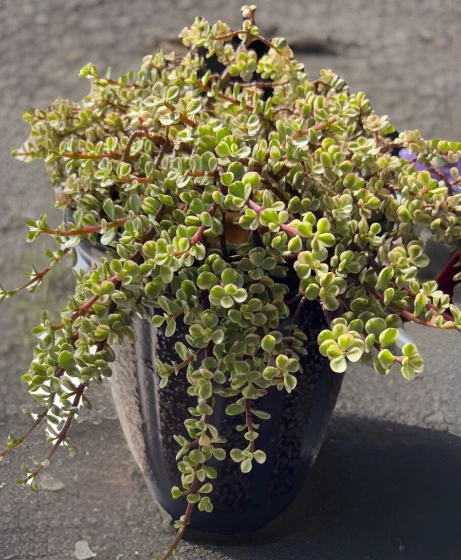 Rainbow Variegated Elephant Bush Dwarf Jade Plant Cuttings - 2 Unrooted 4-Inch Cuttings (Portulacaria afra)