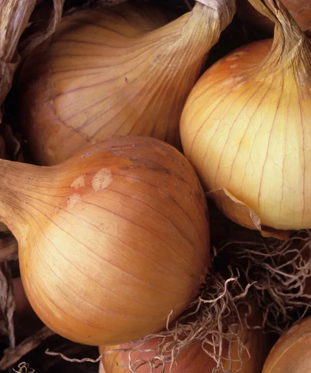 Kelsae Sweet Giant Onion 500 Seeds - Heirloom Variety - Allium cepa - USA Grown