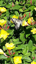 6 Perennial Sundrops Plants, Yellow Flowers, Oenothera fruticosa, Easy Care, Drought Resistant, Full Sun, Evening Primrose