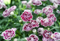 Coconut Punch Carnation Seeds - 200+ Pack for Garden Planting - Dianthus caryophyllus - USA