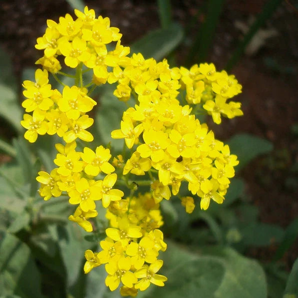 Alyssum Seeds - Yellow Basket Of Gold Heirloom | Free Shipping | 1211