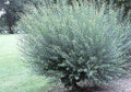 Willow Bush Cuttings 2 Pack - Salix purpurea - Prized for Crafting Baskets and Wicker