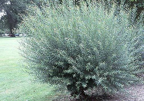 Willow Bush Cuttings 2 Pack - Salix purpurea - Prized for Crafting Baskets and Wicker