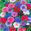 Dwarf Bachelor Button Polka Dot Mix Flower Seeds - Centaurea cyanus - Cut Dried Flowers for Containers