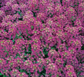 Alyssum Seeds 1500+ Royal Carpet Purple Flower Annual Garden Bee-Friendly