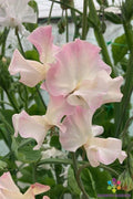 50 Mollie Rilstone Sweet Pea Heirloom Garden Seeds - Lathyrus odoratus - USA Grown