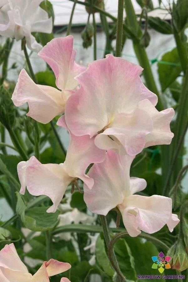 50 Mollie Rilstone Sweet Pea Heirloom Garden Seeds - Lathyrus odoratus - USA Grown