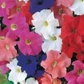 Petunia Seeds, 25 Pelleted Seeds, Dreams Mix, Annual Flower Seeds, Garden Planting