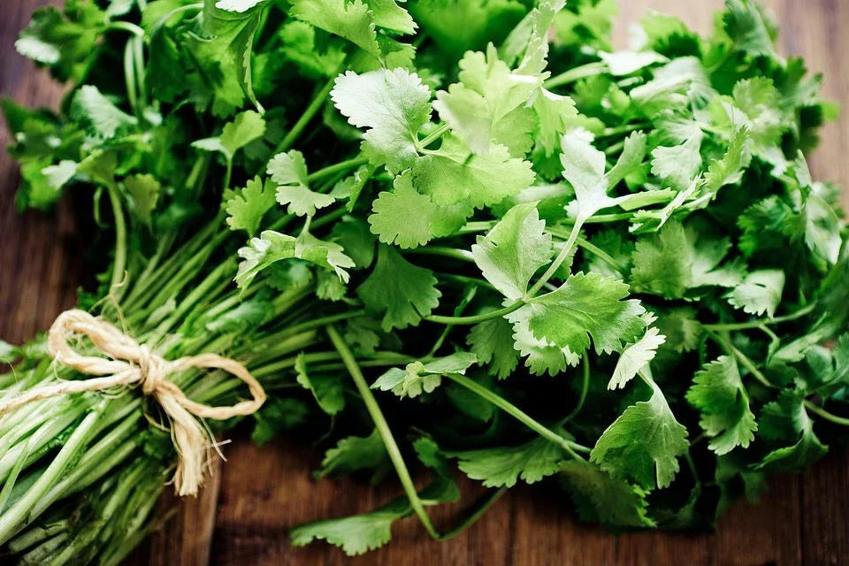 Coriander Seeds for Microgreens - Heirloom Cilantro, Chinese Parsley, Bulk Salad Herbs - Perfect for Indoor Growing