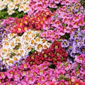 Butterfly Flower Seeds - Angel Wings Mix (30 Seeds) - Colorful Pollinator-Friendly Garden Plants, Perennial Varieties