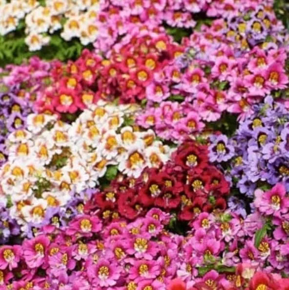 Butterfly Flower Seeds - Angel Wings Mix (30 Seeds) - Colorful Pollinator-Friendly Garden Plants, Perennial Varieties