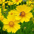 Lance Leaf Coreopsis Seeds | Non-GMO Wildflower Seeds | Coreopsis lanceolata | Garden Flower Seeds