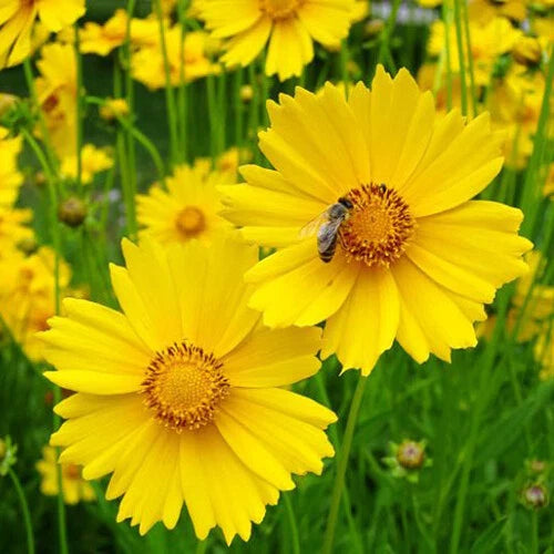 Lance Leaf Coreopsis Seeds | Non-GMO Wildflower Seeds | Coreopsis lanceolata | Garden Flower Seeds