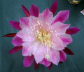 Epiphyllum Orchid Cactus Smokey Topaz - Don's Cuttings SEPT/3 - Rare Succulent Plant for Indoor Gardening