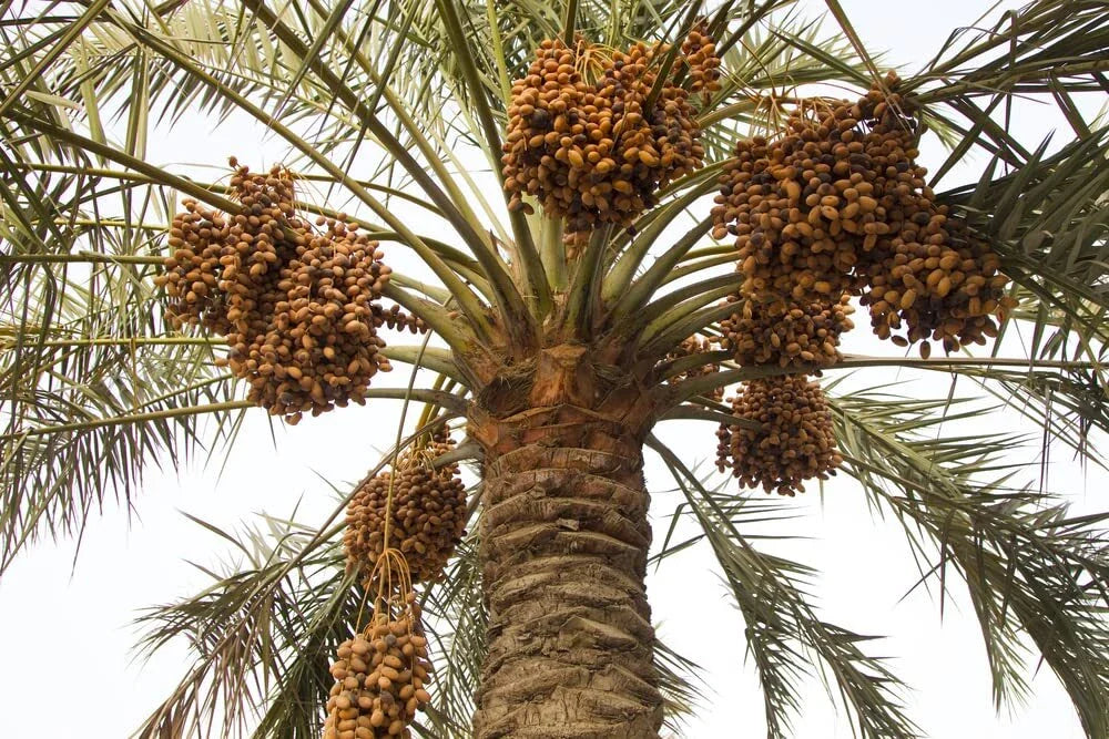 Wild Date Palm Seeds for Planting - 5 Seeds - Phoenix dactylifera - Drought-Tolerant, Ornamental Trees