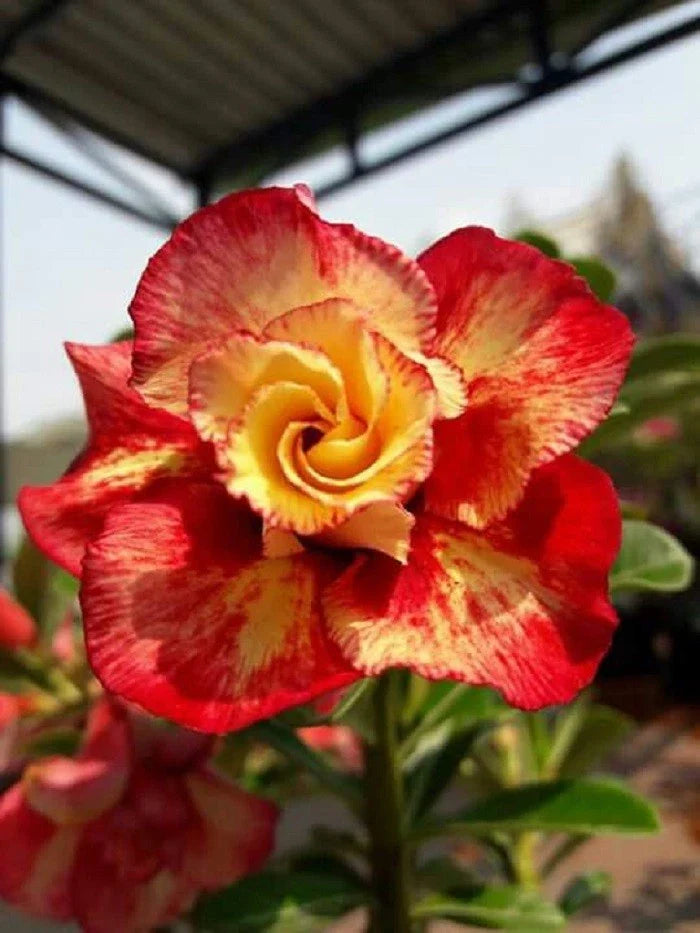 Desert Rose Seeds - 4 Pack Red Orange Adenium Obesum Perennial Flower Seeds for Garden Planting