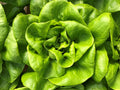 Bibb Butterhead Lettuce Seeds 600+ Non-GMO USA Seller - Heirloom Vegetable Seeds for Home Garden (Lactuca sativa)