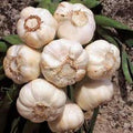 Fresh California Softneck Garlic Bulb - 2 Pound for Planting & Growing - Allium sativum