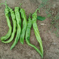 Iberia Pepper Seeds - 25 Count - Hybrid Hot Pepper (Capsicum annuum) - Produces All Season Peppers