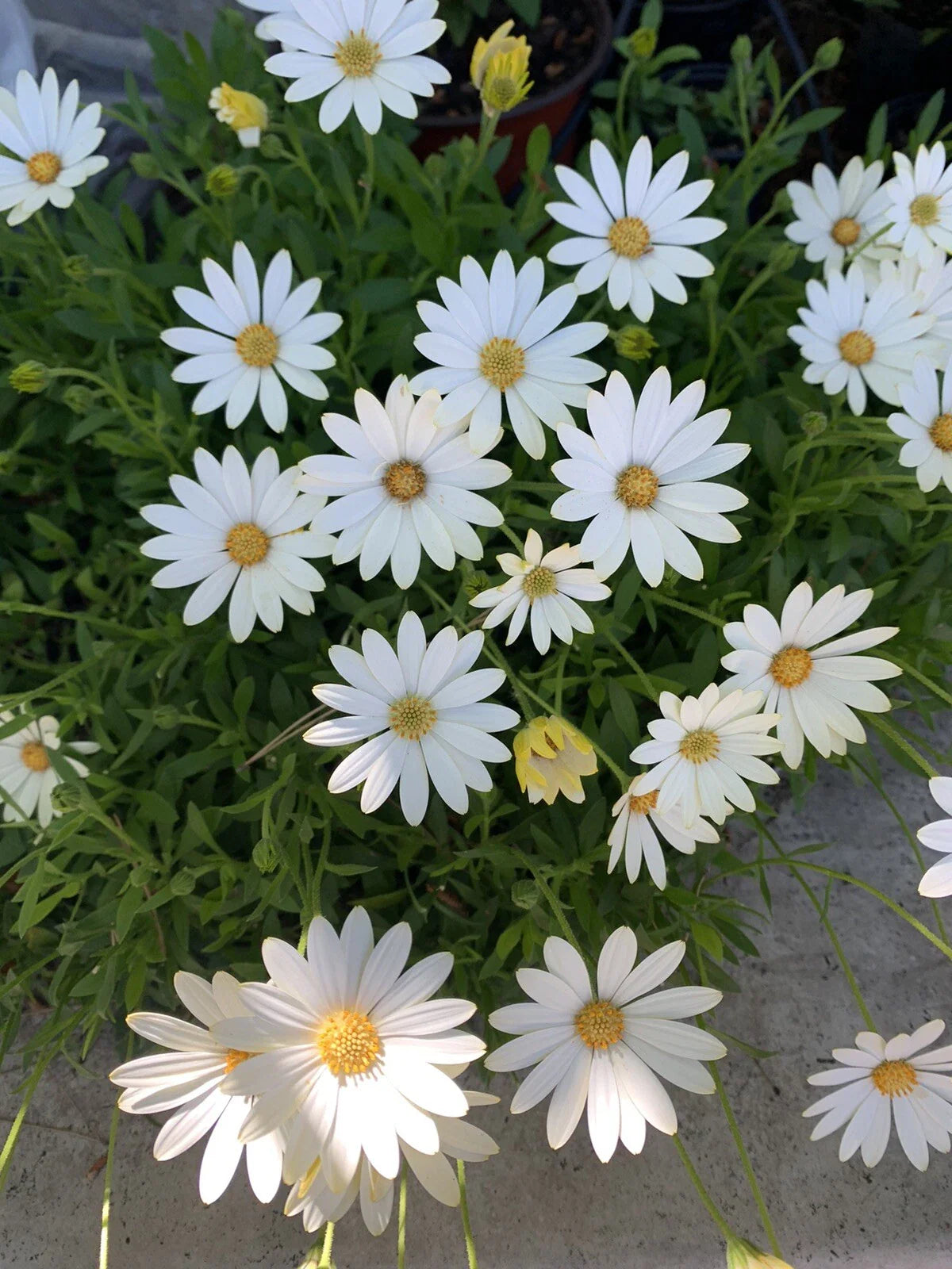 Cream and Yellow African Daisy Plant, 6 Inch Pot, Osteospermum, 18x8 Inches, Indoor/Outdoor Flowering Plant