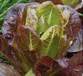 Rouge D'Hiver Romaine Seeds - 700+ Non-GMO, Open Pollinated Lettuce Seeds - Heirloom Variety for Home Gardening