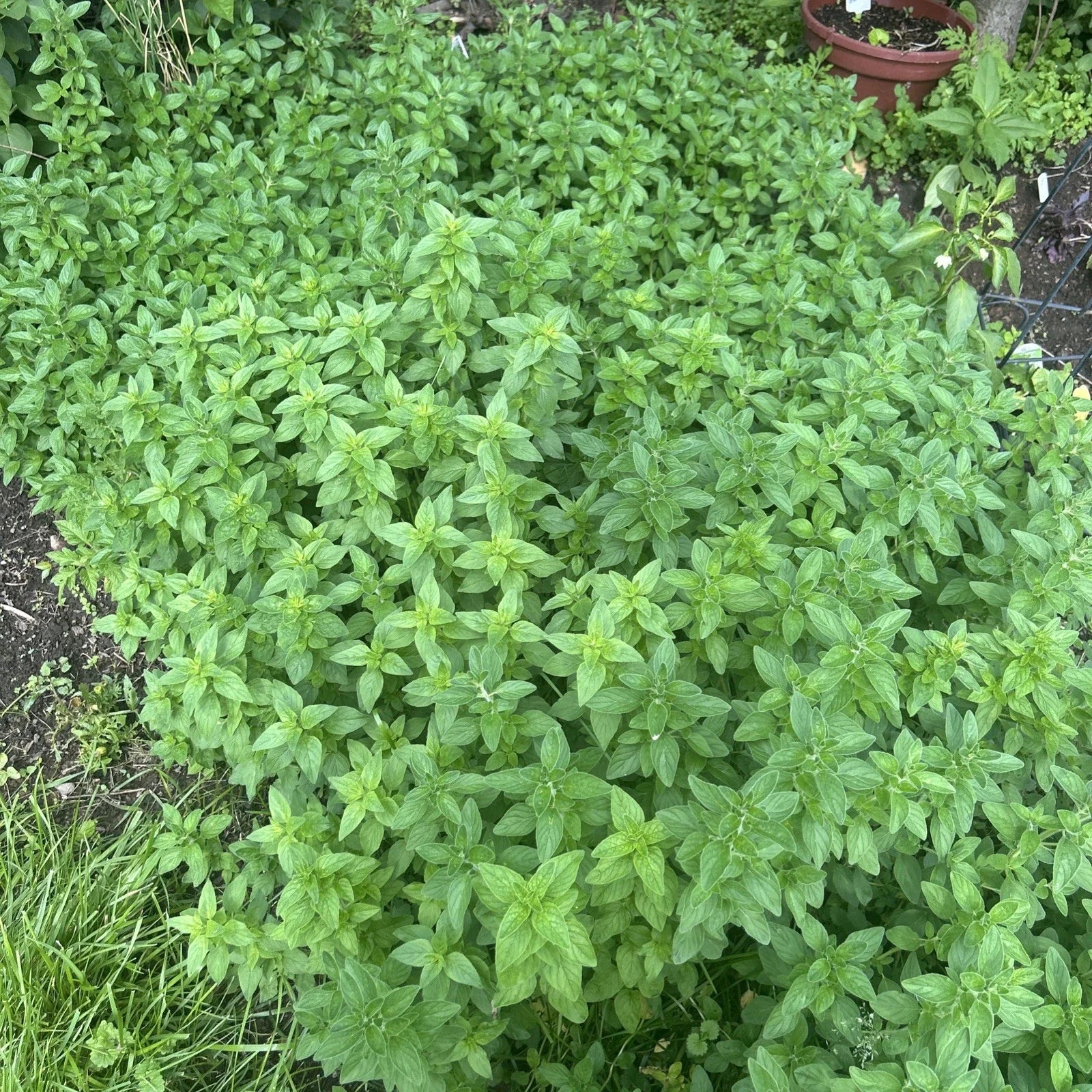 Rooted Oregano Plants - Bare Root - Mediterranean Herb - Origanum vulgare - 5 Pack