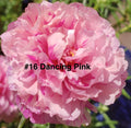 Moss Rose Cuttings - 10 Unrooted Dancing Pink - Portulaca Grandiflora