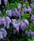 Dark Purple Chinese Wisteria Seeds - 5 Climbing Flower Perennial Seeds (Wisteria sinensis)