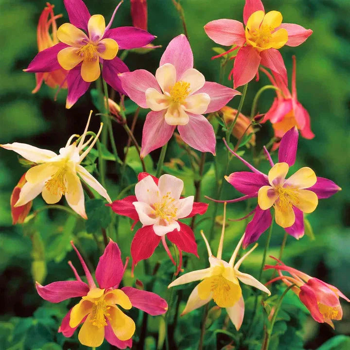Columbine Seeds - McKana Giants Mix - AAS Winner - Aquilegia for 2025 Planting