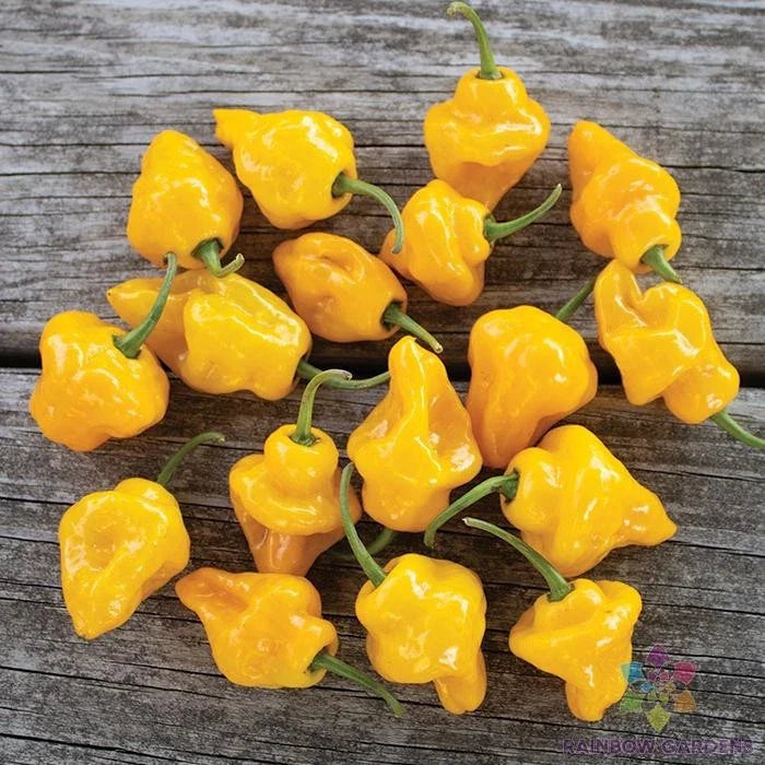 Trinidad Perfume Hot Pepper Seeds - 25+ Seeds for Garden Planting - Capsicum chinense - USA Grown