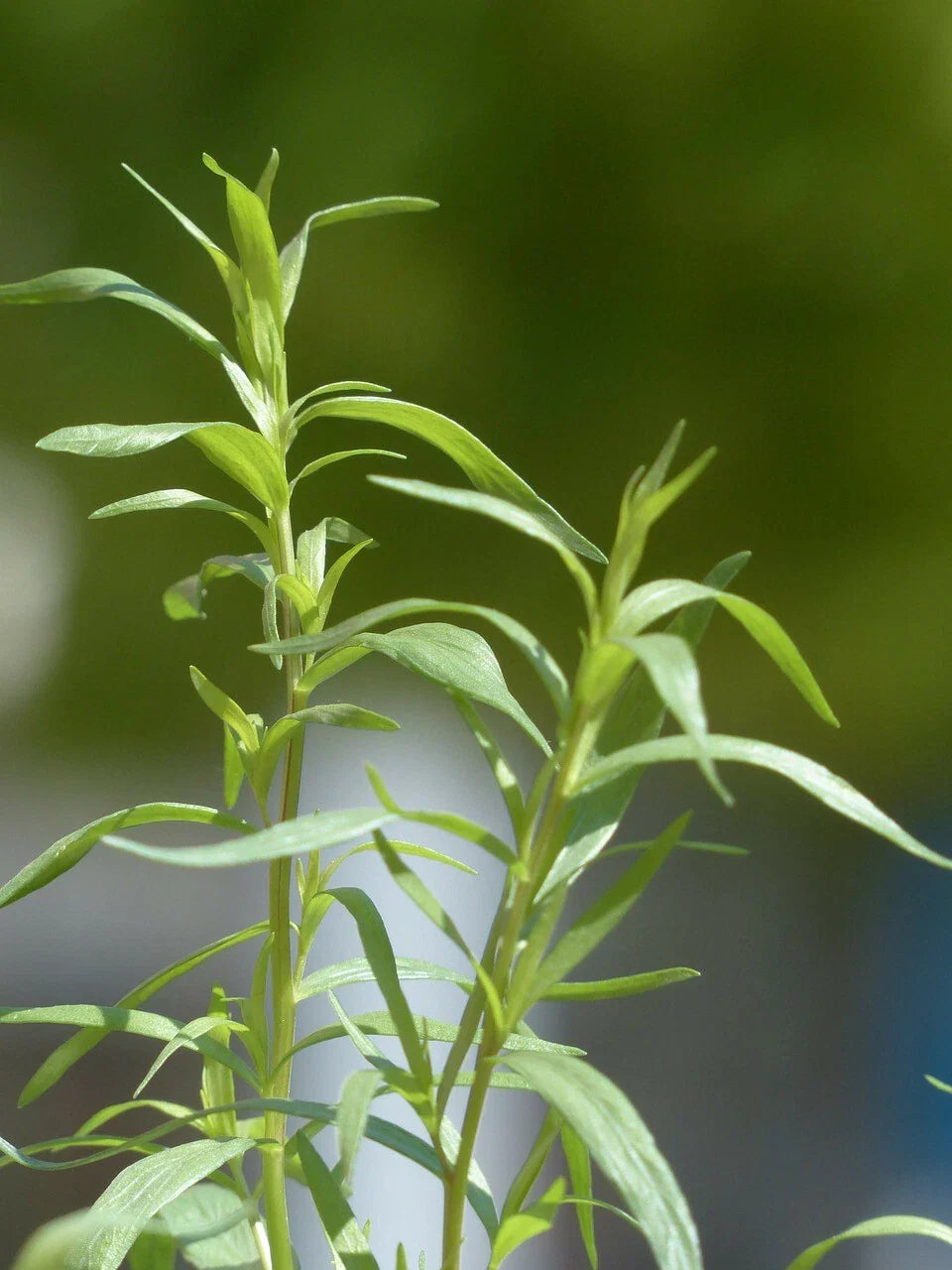 Tarragon Seeds, 200 Count, Dragon Herb, Artemisia dracunculus, Culinary Herb, Organic Gardening Supplies