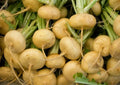 Golden Ball Turnip Seeds 1000+ Bulk Vegetable Seeds for Garden Cooking Soups Stews Brassica rapa