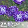 Chrysanthemum Seeds - 200+ Regal Relic Mum Flower Seeds - Annual Flower Seeds for Garden Planting