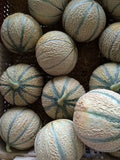 Hearts of Gold Cantaloupe Seeds - 50+ Heirloom Melon Fruit - NON-GMO - Free Shipping
