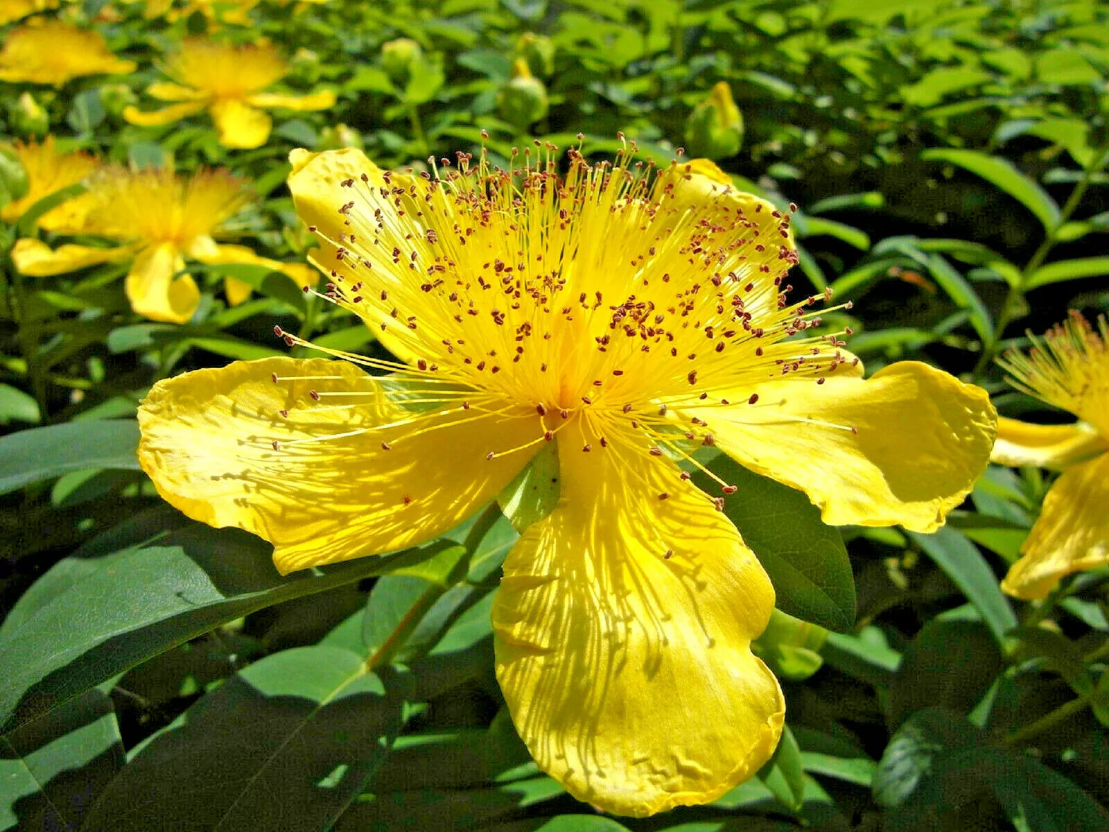 Great St. John's Wort Seeds - 400+ Medicinal Herb Seeds for Healing - Hypericum perforatum