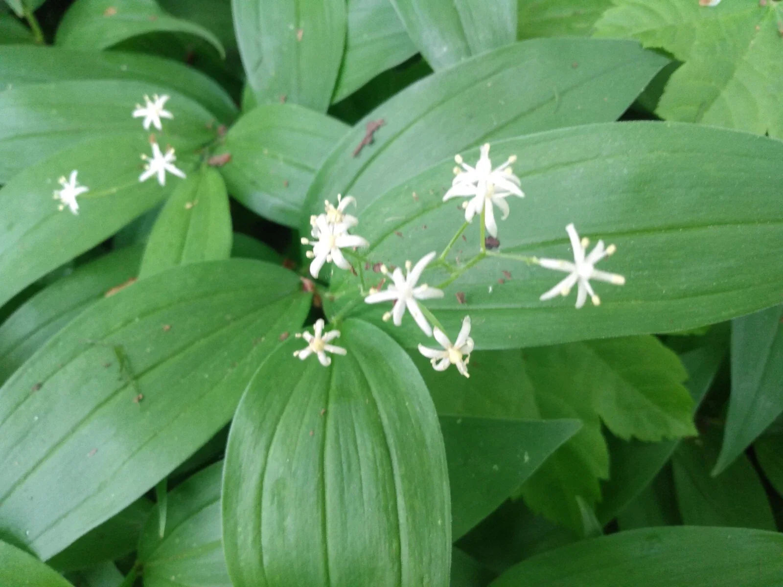 Lily of the Valley Live Plants - 5 Star-Flowered Rhizomes - Convallaria majalis - Wildflower Bare Roots