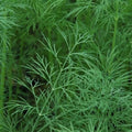Dill Seeds - 50+ Seeds - 'Dukat' Herb - Swallowtail Butterfly Host Plant - Anethum graveolens