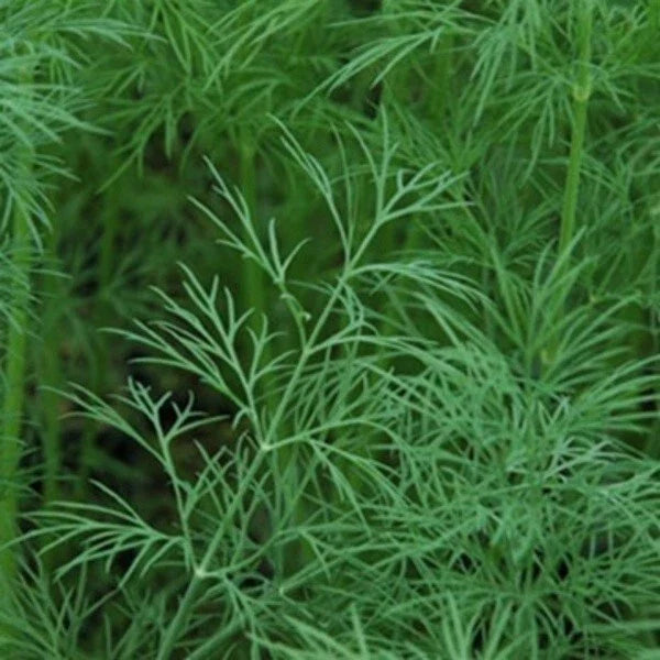 Dill Seeds - 50+ Seeds - 'Dukat' Herb - Swallowtail Butterfly Host Plant - Anethum graveolens