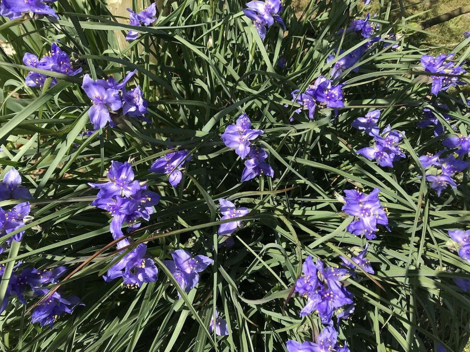 Spiderwort Bulb Rhizome 20 Pack Perennial Purple Flower Tradescantia Widow's Tears