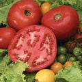 Steak Tomato Seeds - 120+ Heirloom Organic Beefsteak Variety - Tasty & Flavorful (Solanum lycopersicum)