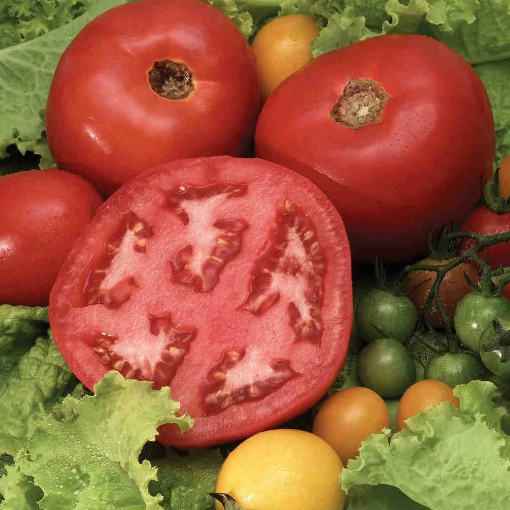 Steak Tomato Seeds - 120+ Heirloom Organic Beefsteak Variety - Tasty & Flavorful (Solanum lycopersicum)