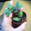 Tradescantia Chrysophylla 'Baby Bunny Bellies' Starter Plant - Rare Houseplant - Super Soft Foliage