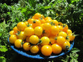 Gold Nugget Cherry Tomato Seeds - Organic Heirloom Non-GMO - 30+ Seeds - Supersweet Flavor