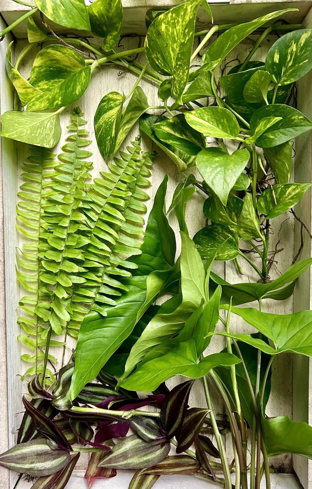20 Rooted House Plant Cuttings - Four Varieties - Perfect for Propagation - Indoor Plants - Home Decor - Greenery