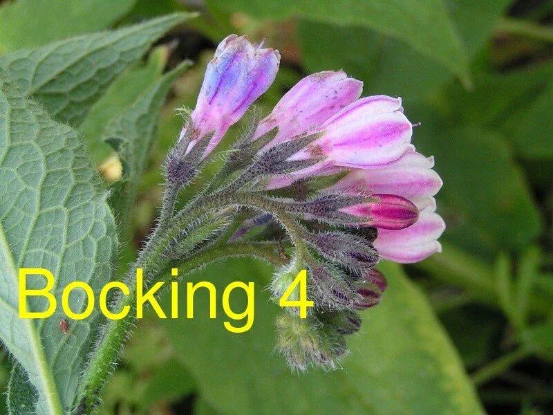 Russian Comfrey Live Root Cuttings - Bocking 4 Cultivar - Organic Herb Plant for Gardening - Symphytum x uplandicum
