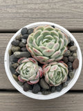 Echeveria Elegans Succulent - Mexican Snowball - 3 Live Rooted Plants - Size 1 to 2 Inches