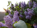 Old Fashioned Lilac Sapling - BARE ROOT Shrub (Syringa vulgaris) - Dormant Shipping - Perfect for Gardens