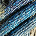 Ornamental Corn Seeds - Blue Glass Gem Indian Popcorn - Shades of Blue - Zea mays Everta